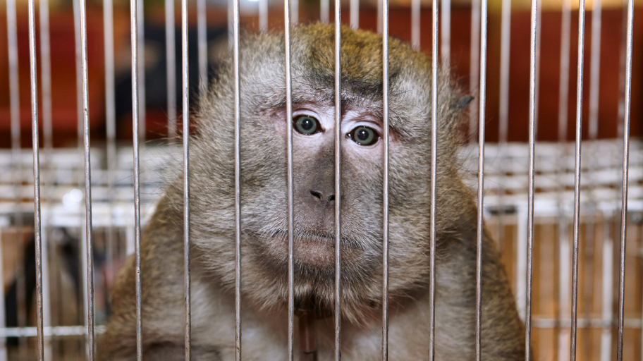 Organoids, Tissue Chips, Algorithms: NAMs Explained